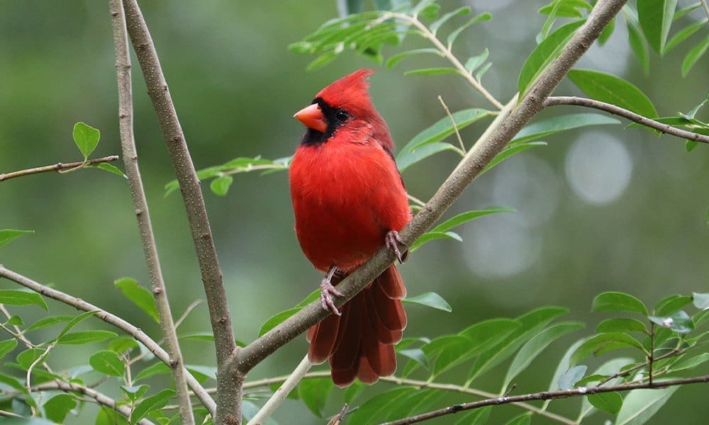 cardinal1